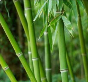 Limpeza de Bambu