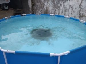 Piscina de Plástico: Como Limpar Passo a Passo